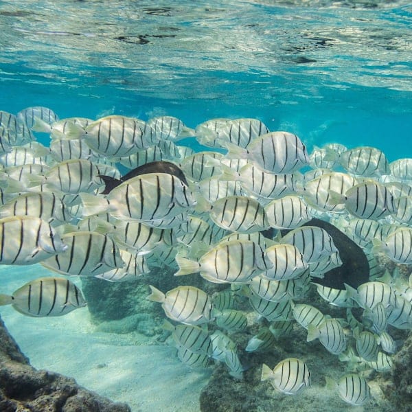 Sunny California: Hollywood & Aloha Hawaii! 