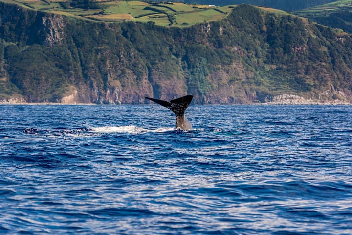 Whale Watching & Islet Bootstour thumbnail